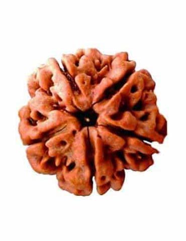 Panch Mukhi Rudraksha